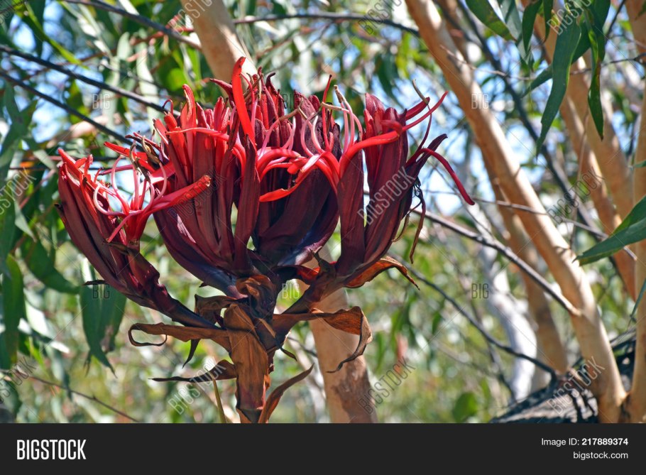 Вриезия Спленденс