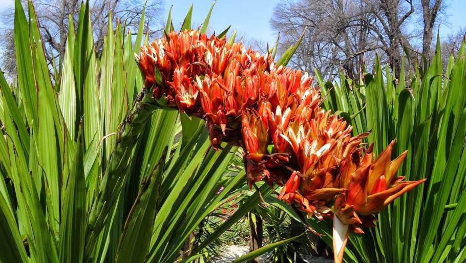 Дориантес Палмера