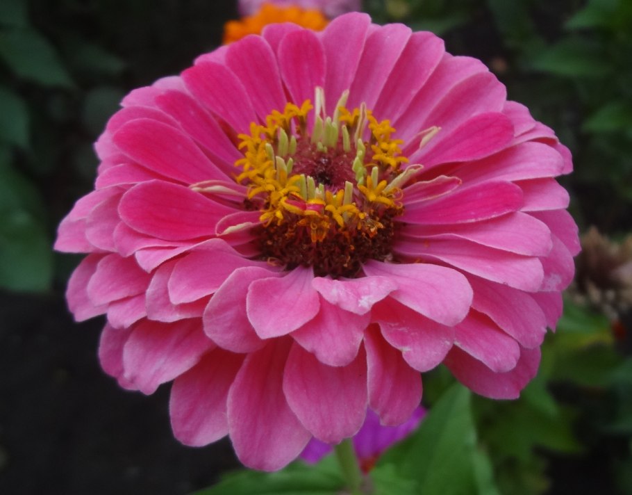 Диетес ирисоподобный