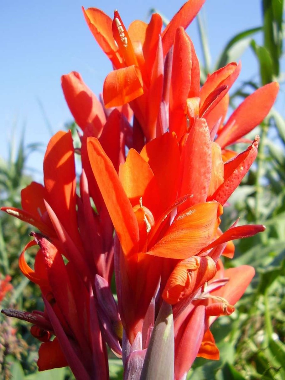 Формиум новозеландский