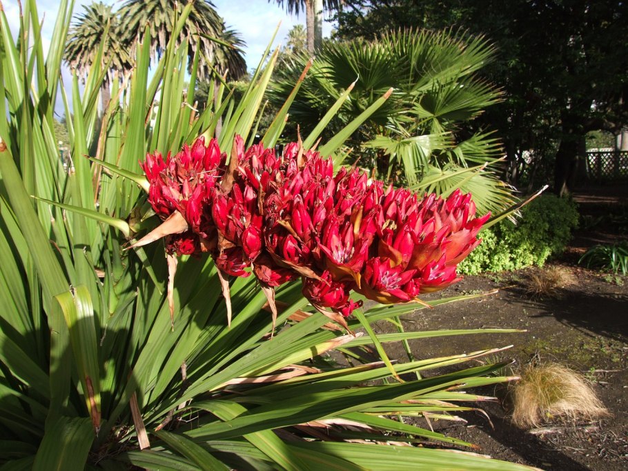 Doryanthes Excelsa