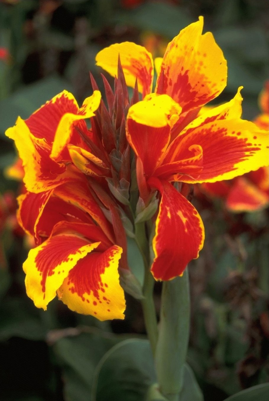 Канна люцифер