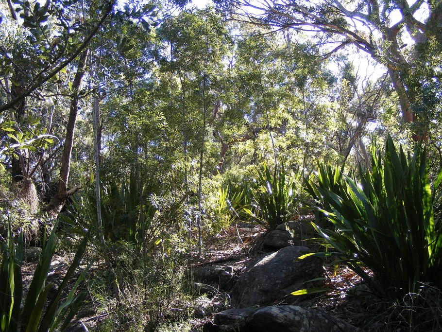 Цветок спрекелия спрекелия