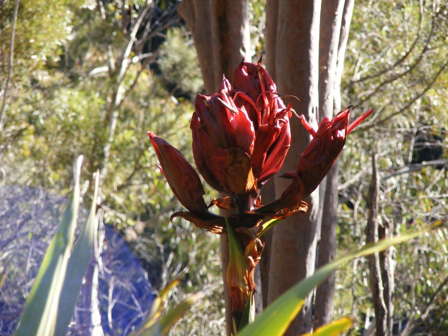 Doryanthes Excelsa