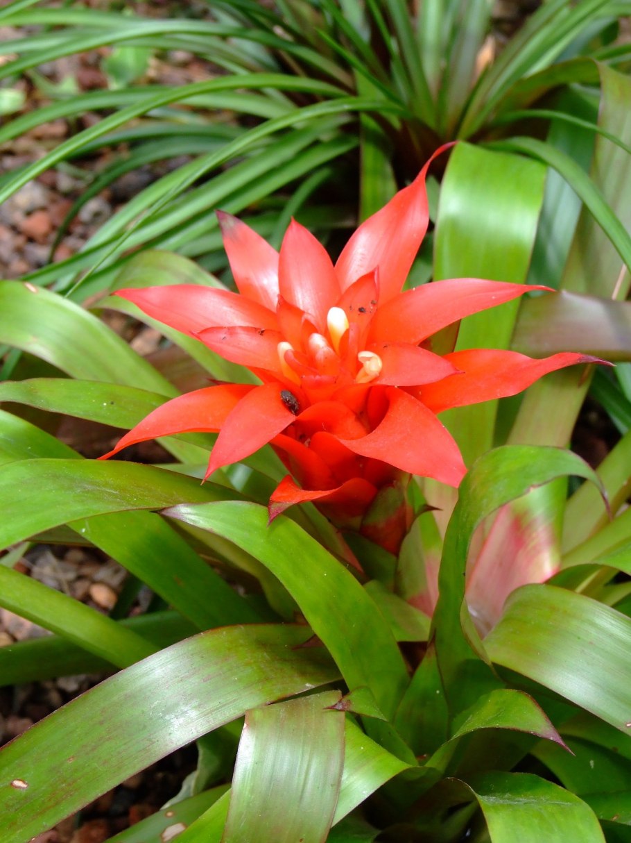 Кактус большой цветок белый