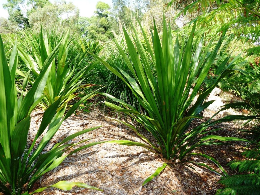 Дориантес высокий