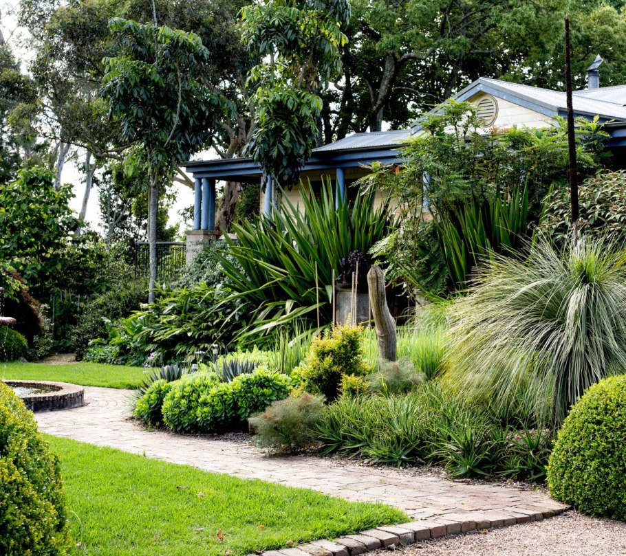 Canna Indica цветок