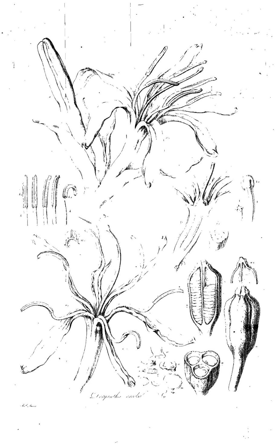 Дориантес маргаритковоцветный