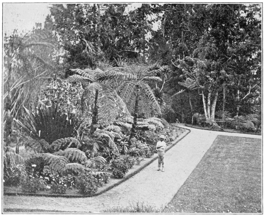 Пуансеттия персиковая