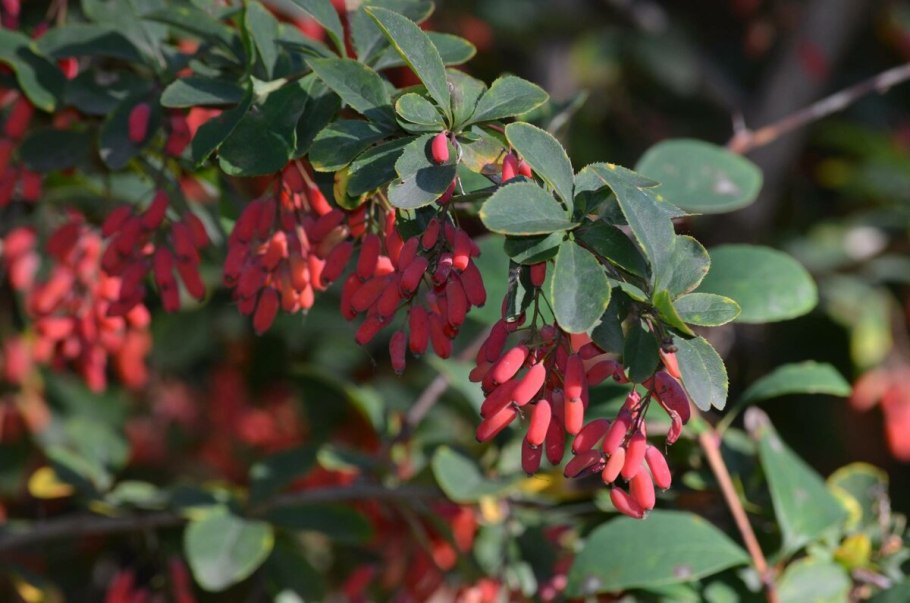 Барбарис Юлиана (Berberis julianae)