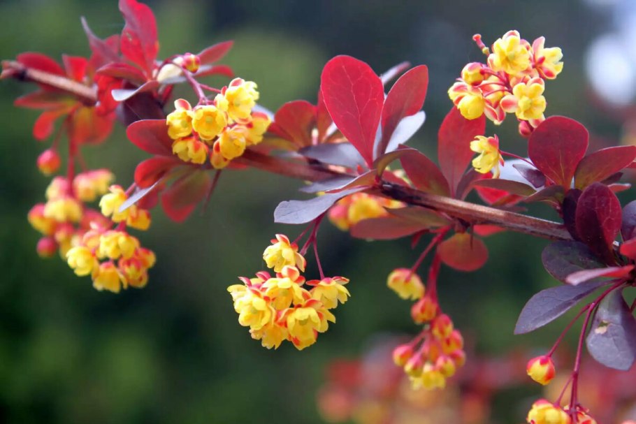 Барбарис обыкновенный Berberis vulgaris