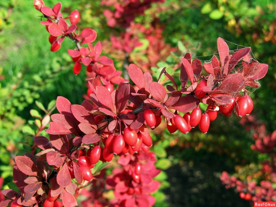 Барбарис Амурский Berberis amurensis