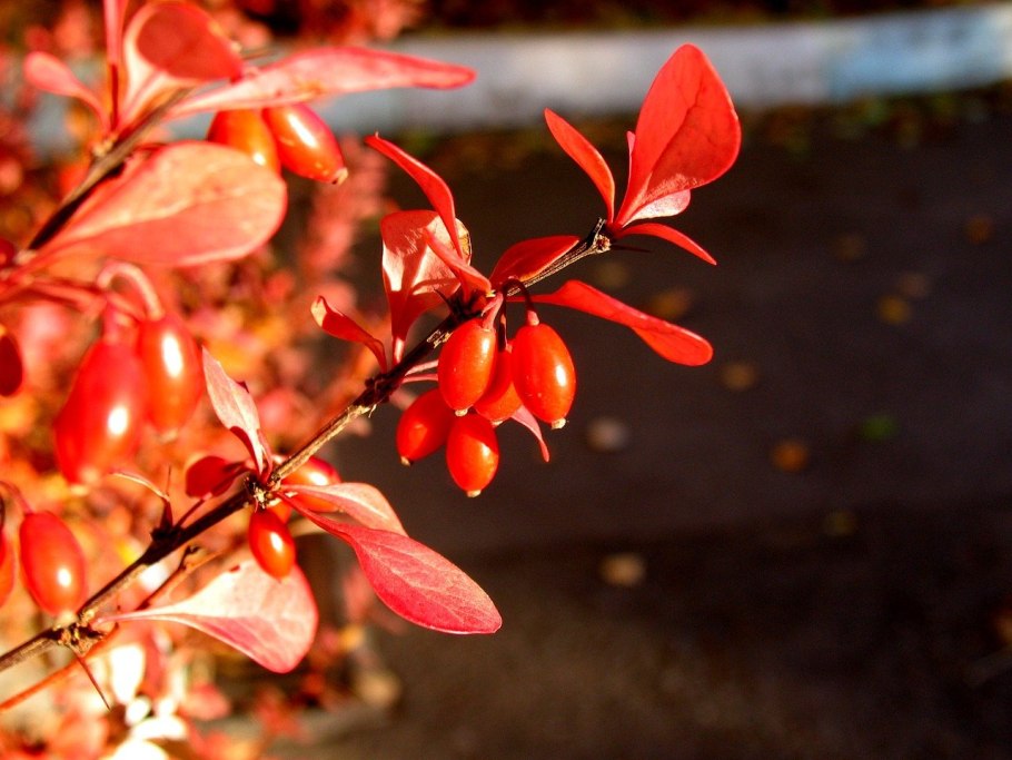 Барбарис обыкновенный Berberis vulgaris