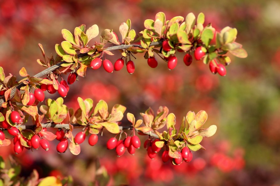 Барбарис (Berberis)