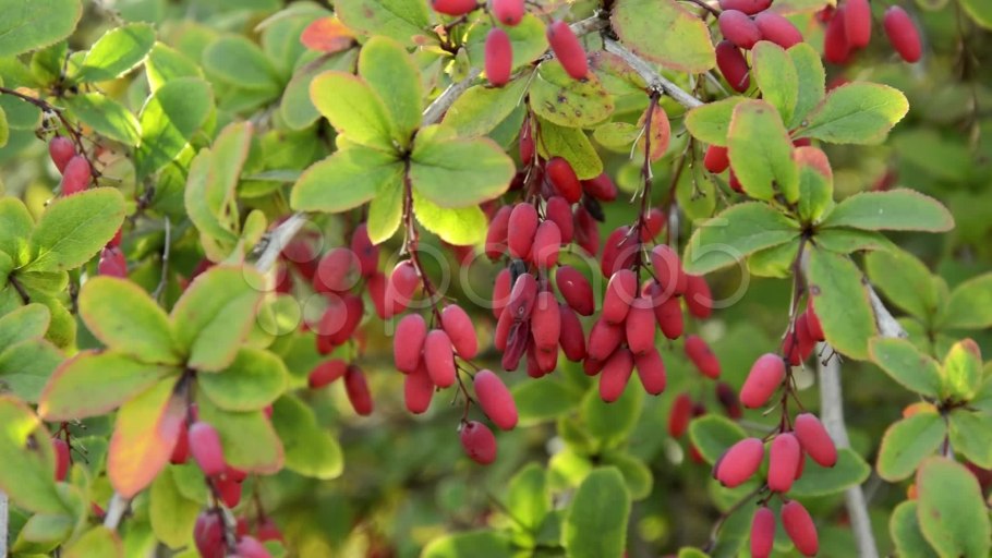 Барбарис обыкновенный berberis vulgaris