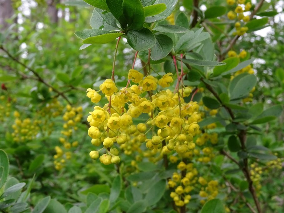 Барбарис кустарник