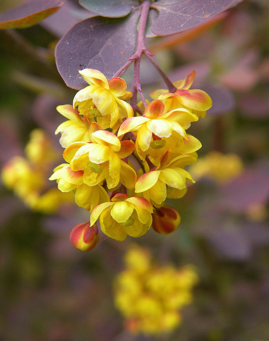 Барбарис обыкновенный Berberis vulgaris