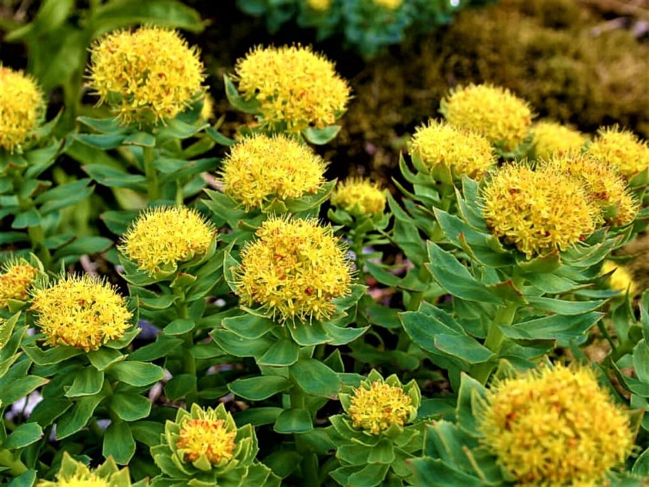 Золотой корень Rhodiola rosea