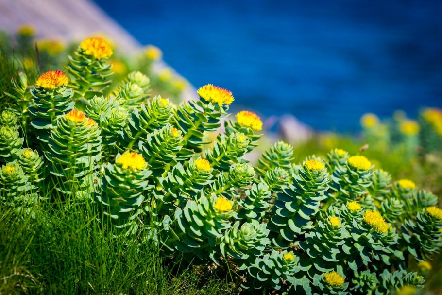 Родиола розовая Rhodiola rosea