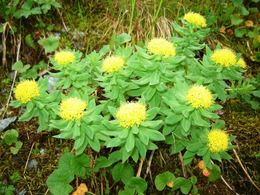 Родиола розовая (Rhodíola rósea)