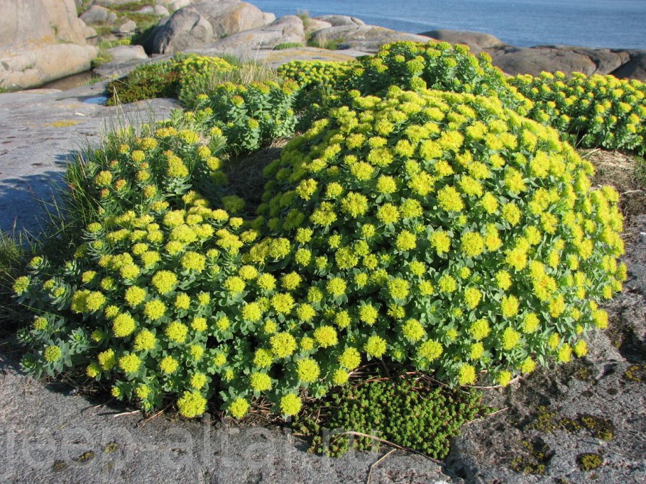 Золотой корень Rhodiola rosea