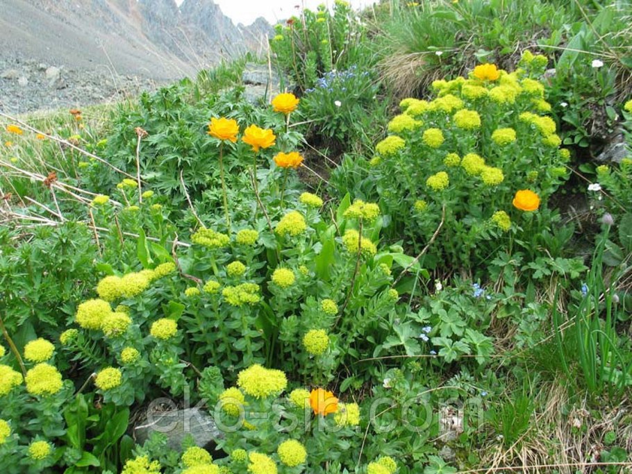 Родиола разнозубчатая