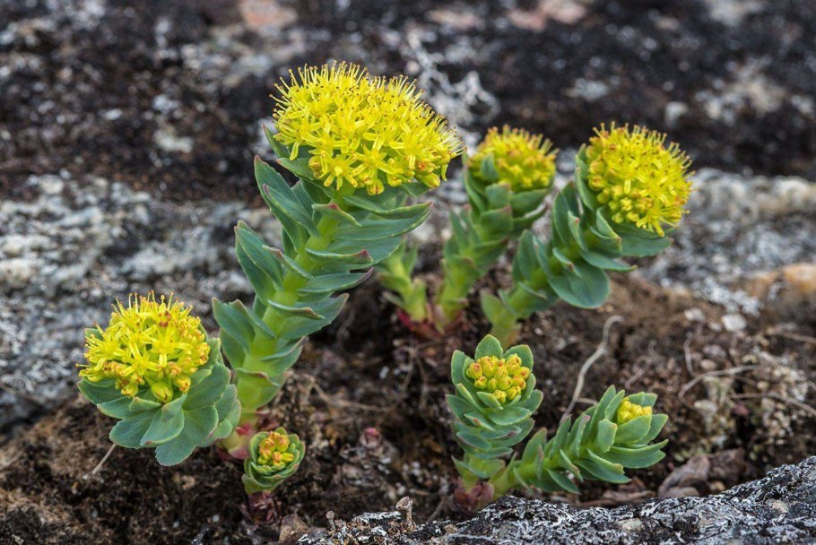 Родиола розовая Rhodiola rosea