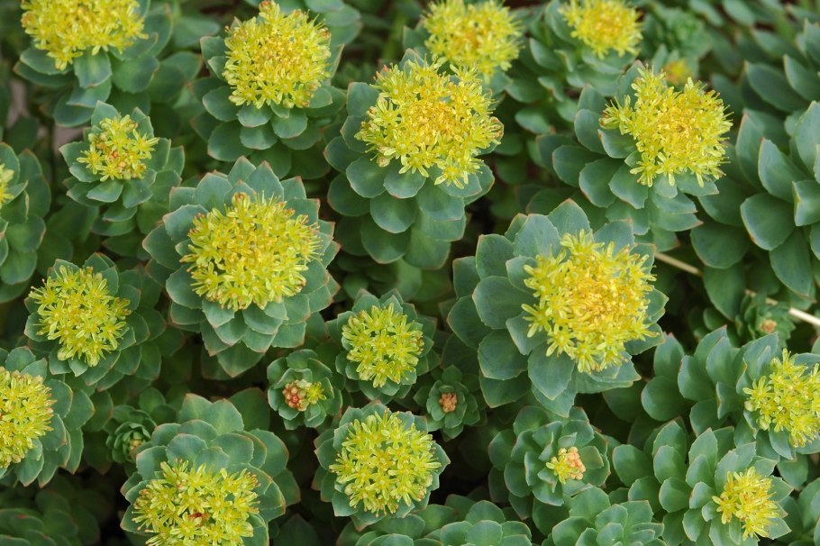 Родиола розовая Rhodiola rosea