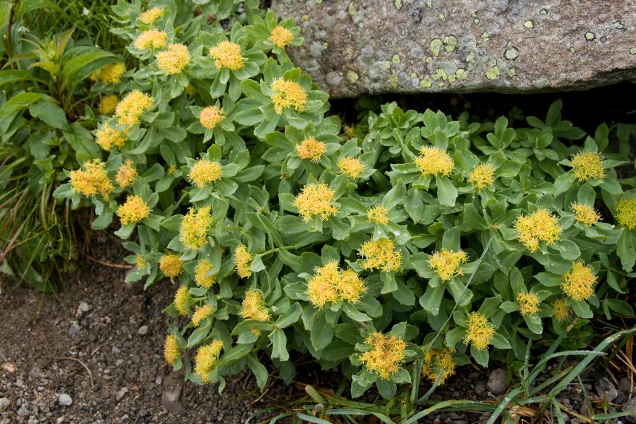 Rhodiola rosea