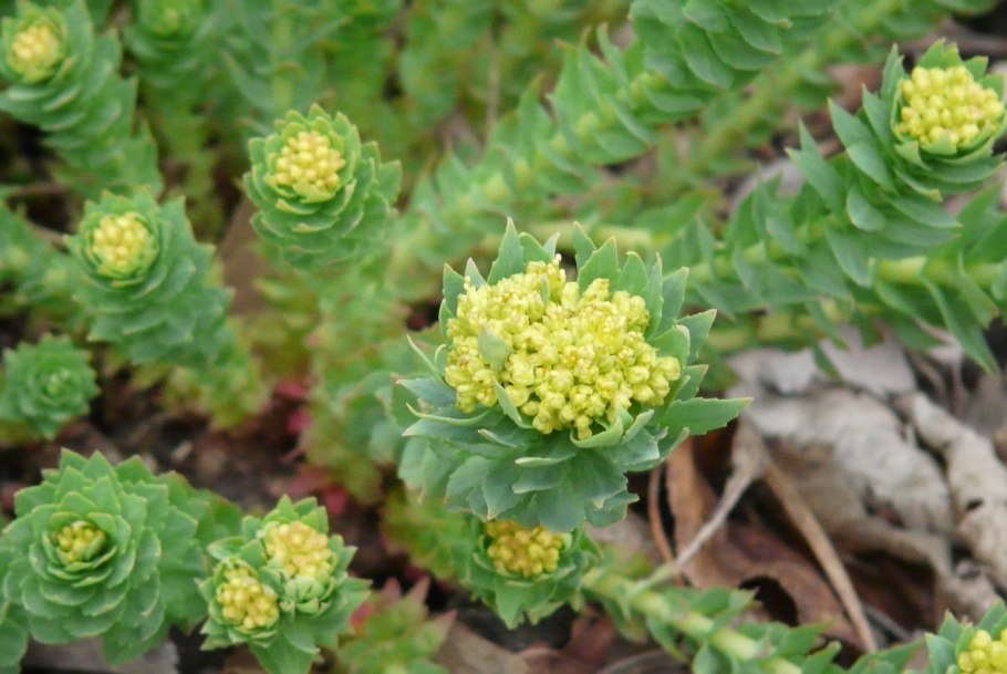 Родиола розовая Rhodiola rosea