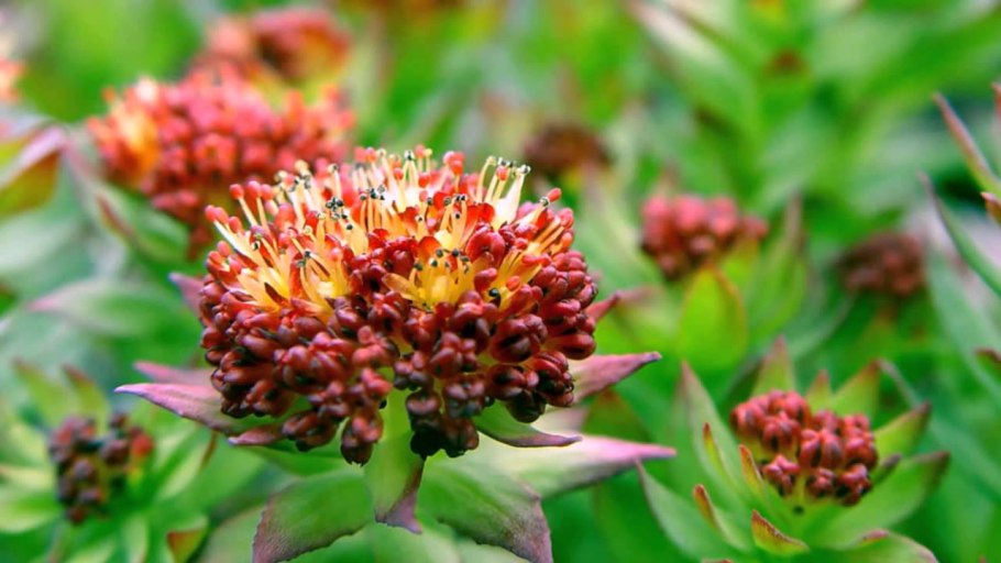 Золотой корень Rhodiola rosea