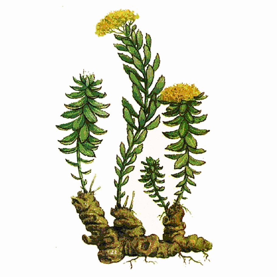 Родиола розовая растение