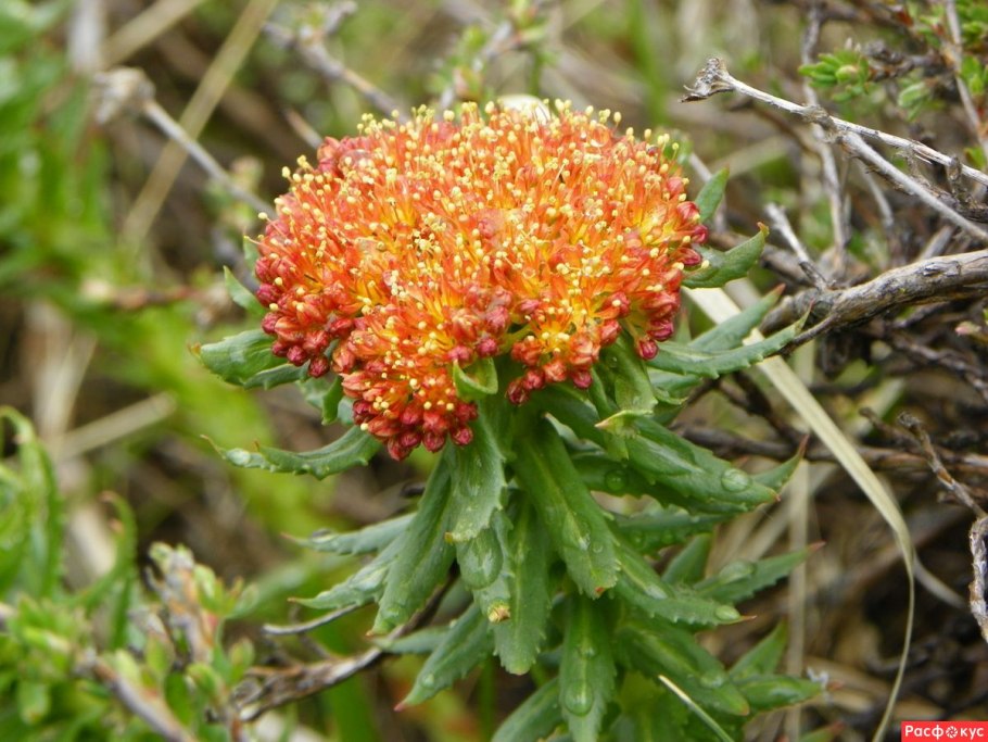 Золотой корень (родиола розовая, розовый корень)