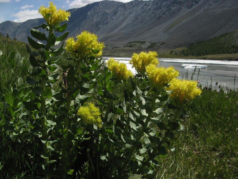 Золотой корень (родио́ла ро́зовая)