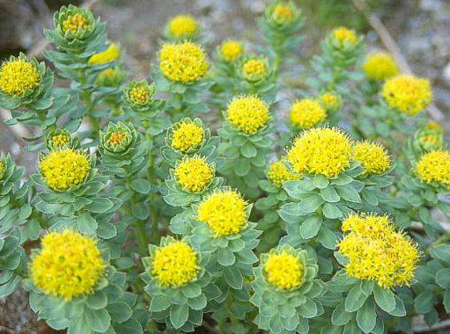 Родиола розовая ареал