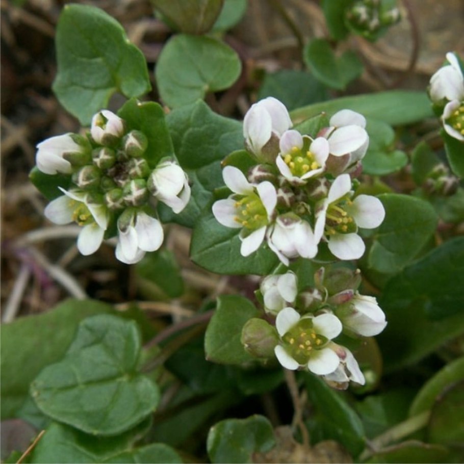 Красавка белладонна Atropa Belladonna