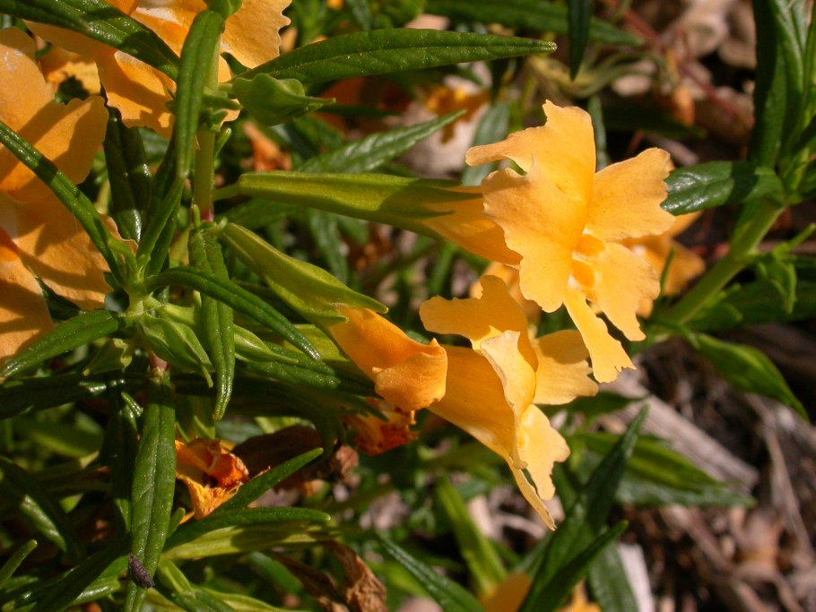 Mimulus aurantiacus