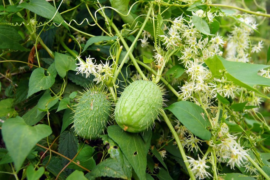 Красавка белладонна