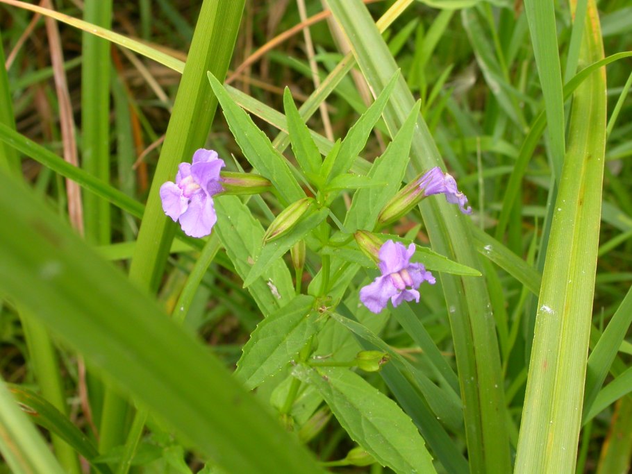 Губастик Mimulus ringens