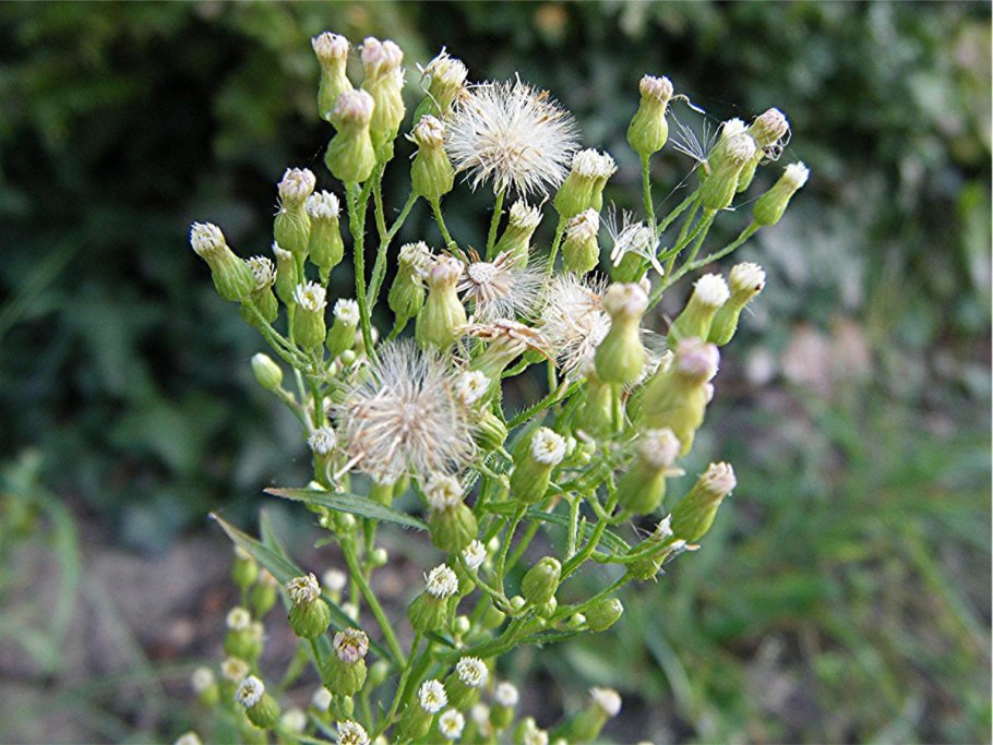 Критмум морской (Crithmum maritimum)