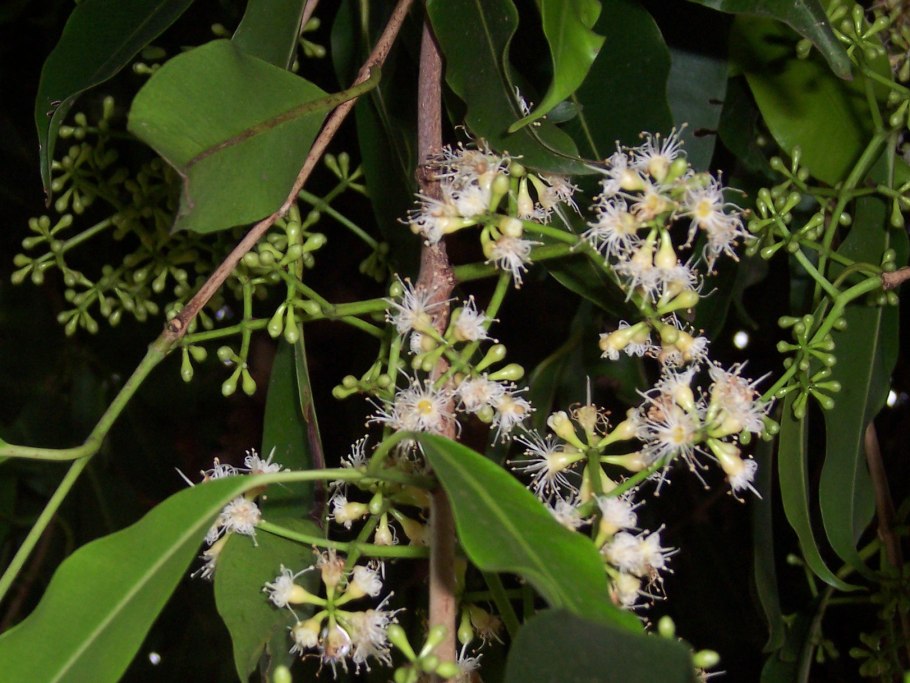 Смилацина (Smilacina) racemosa