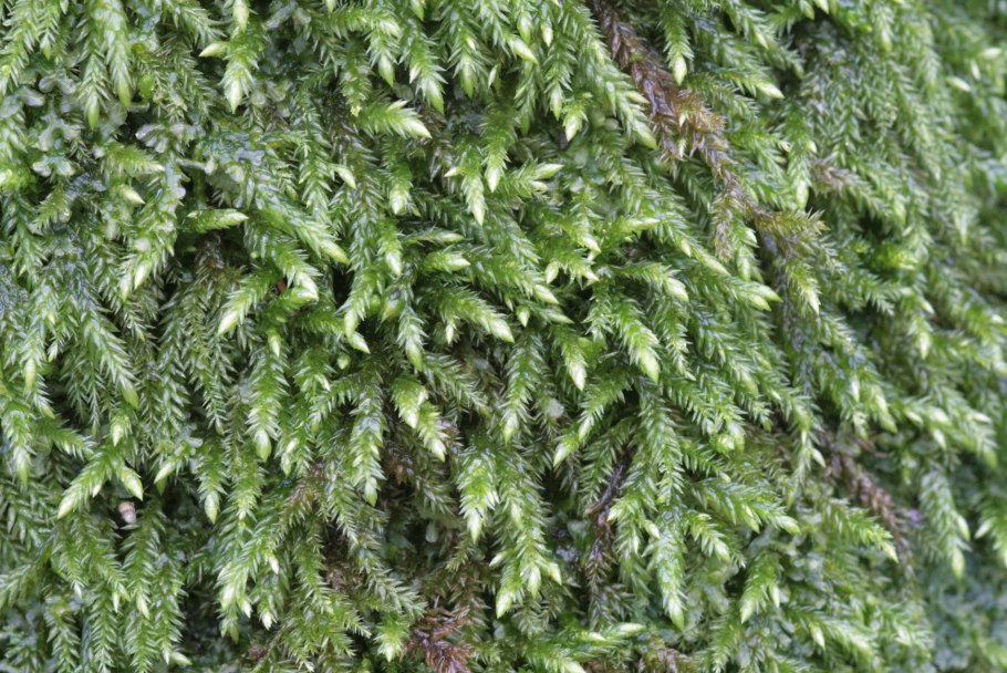 Isothecium alopecuroides