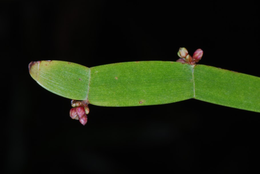 Растение змеелистник