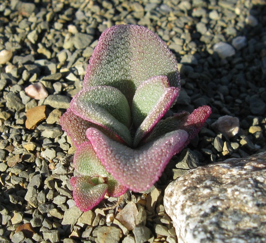 Педилантус титималоидес