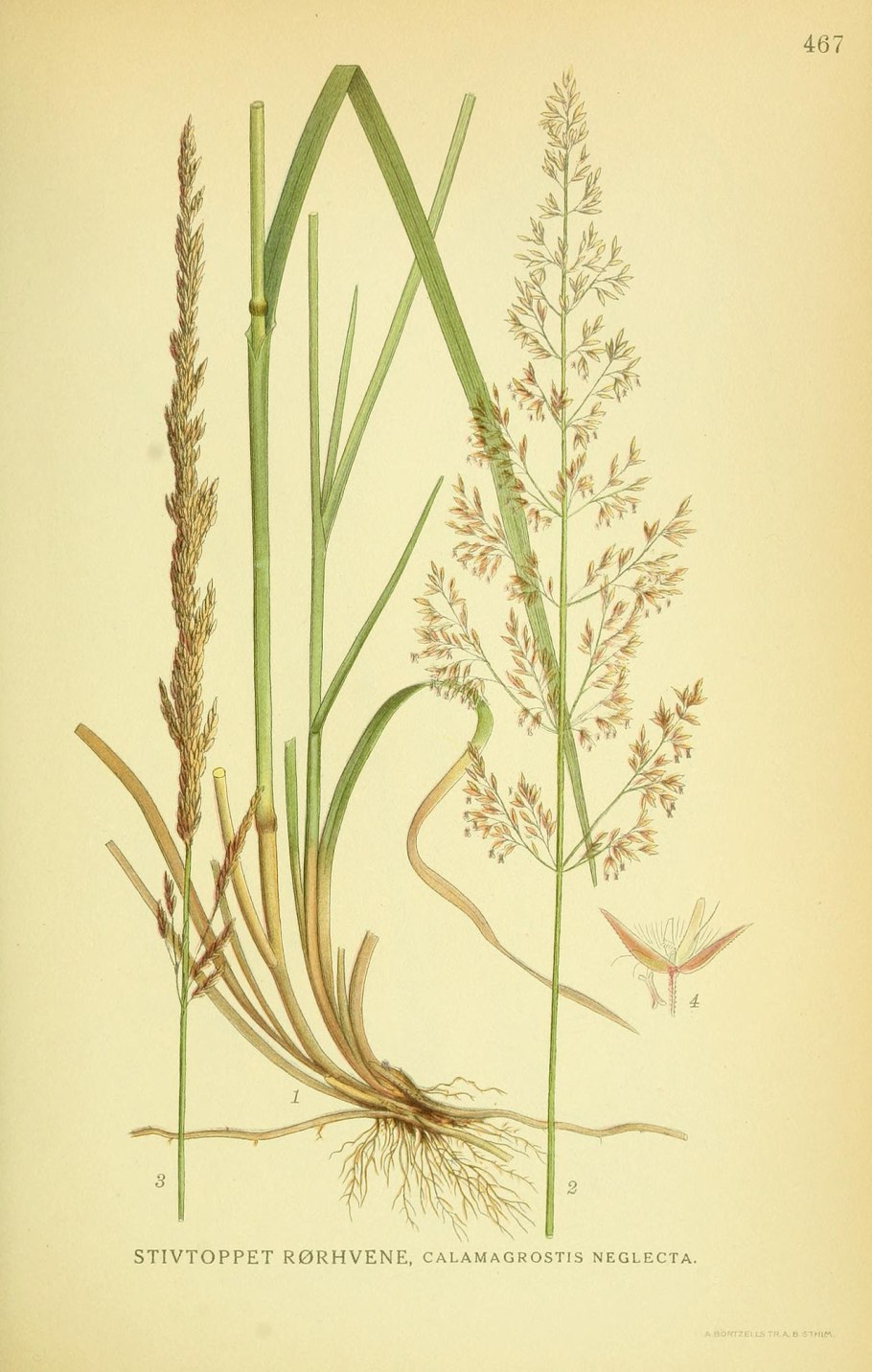 Calamagrostis x acutiflora 'Karl Foerster'