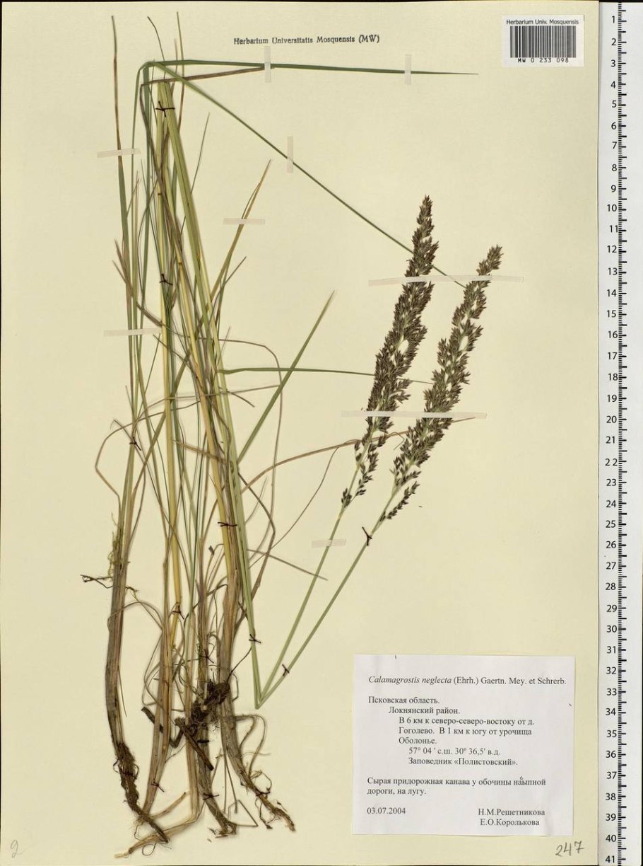 Вейник остроцветковый Карл Форстер