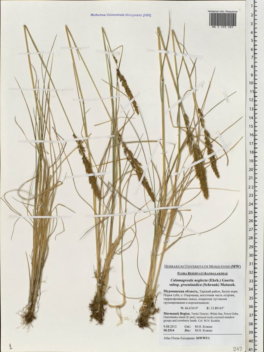 Корневище Вейник