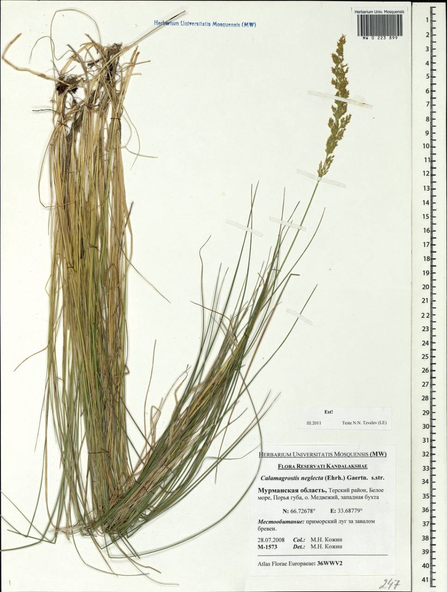 Вейник Карл Форстер