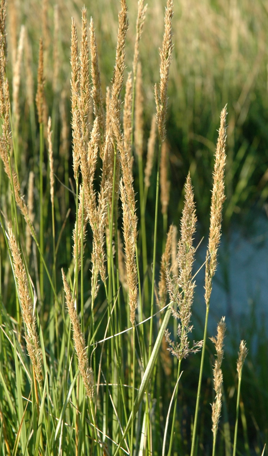 Корень Вейник