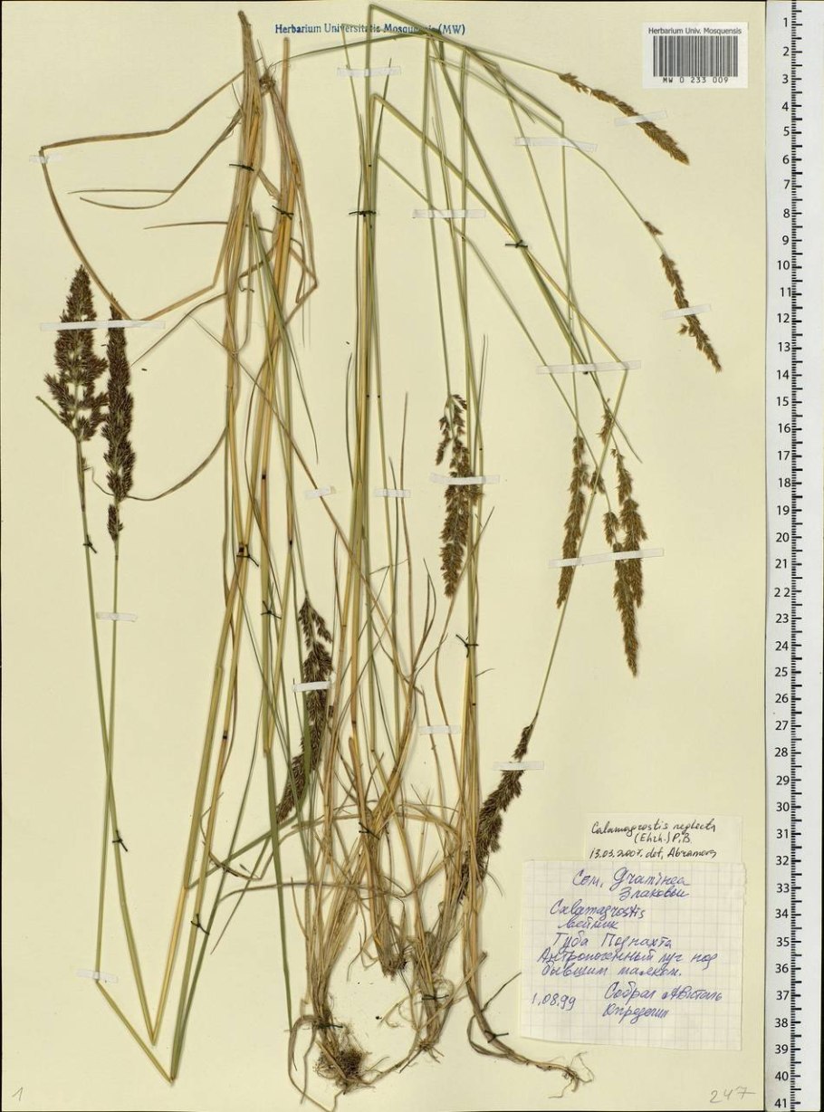 Вейник Луговой